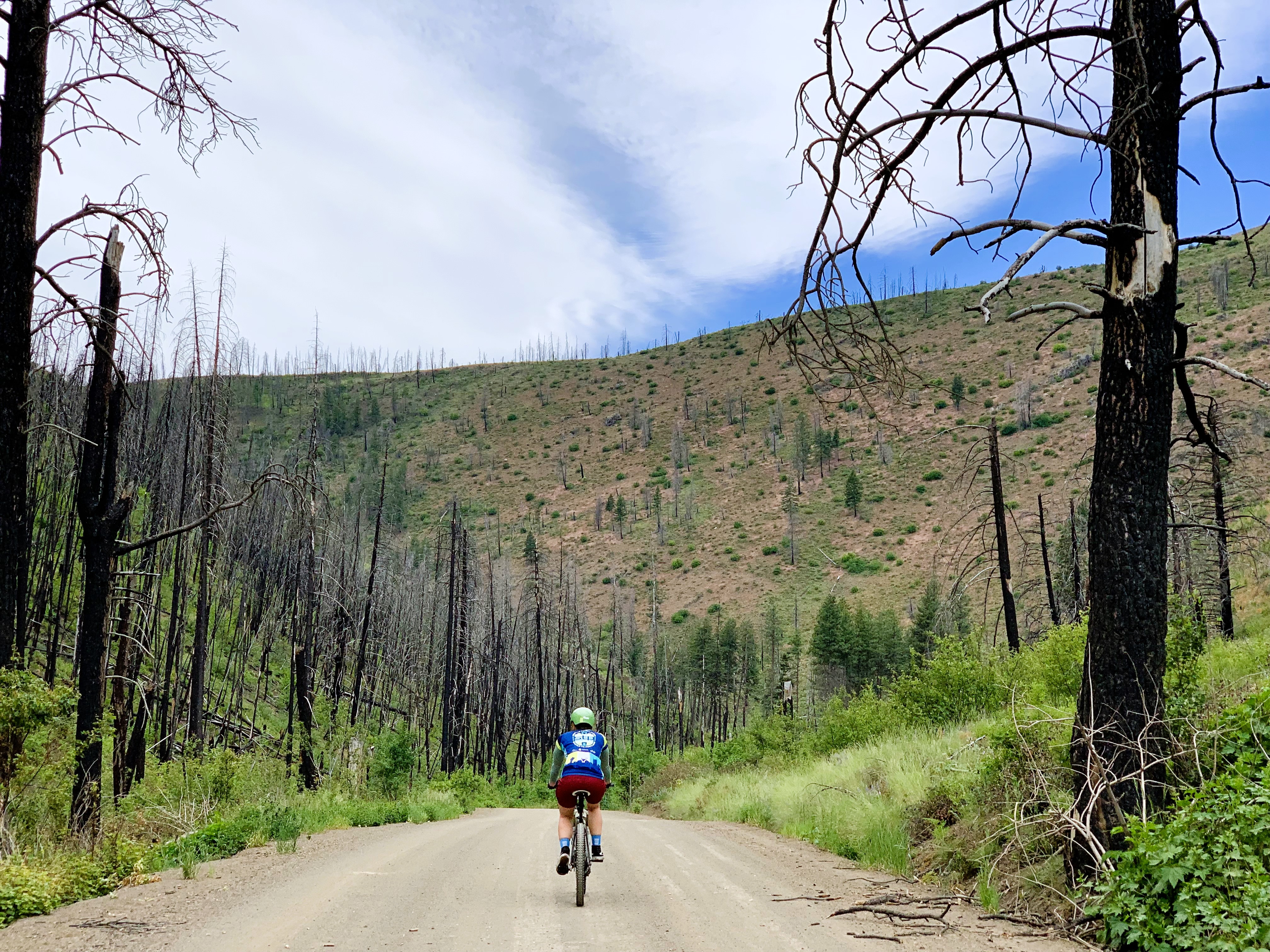 The charred trees, blue sky, and green vegetation provided a lovely color contrast.